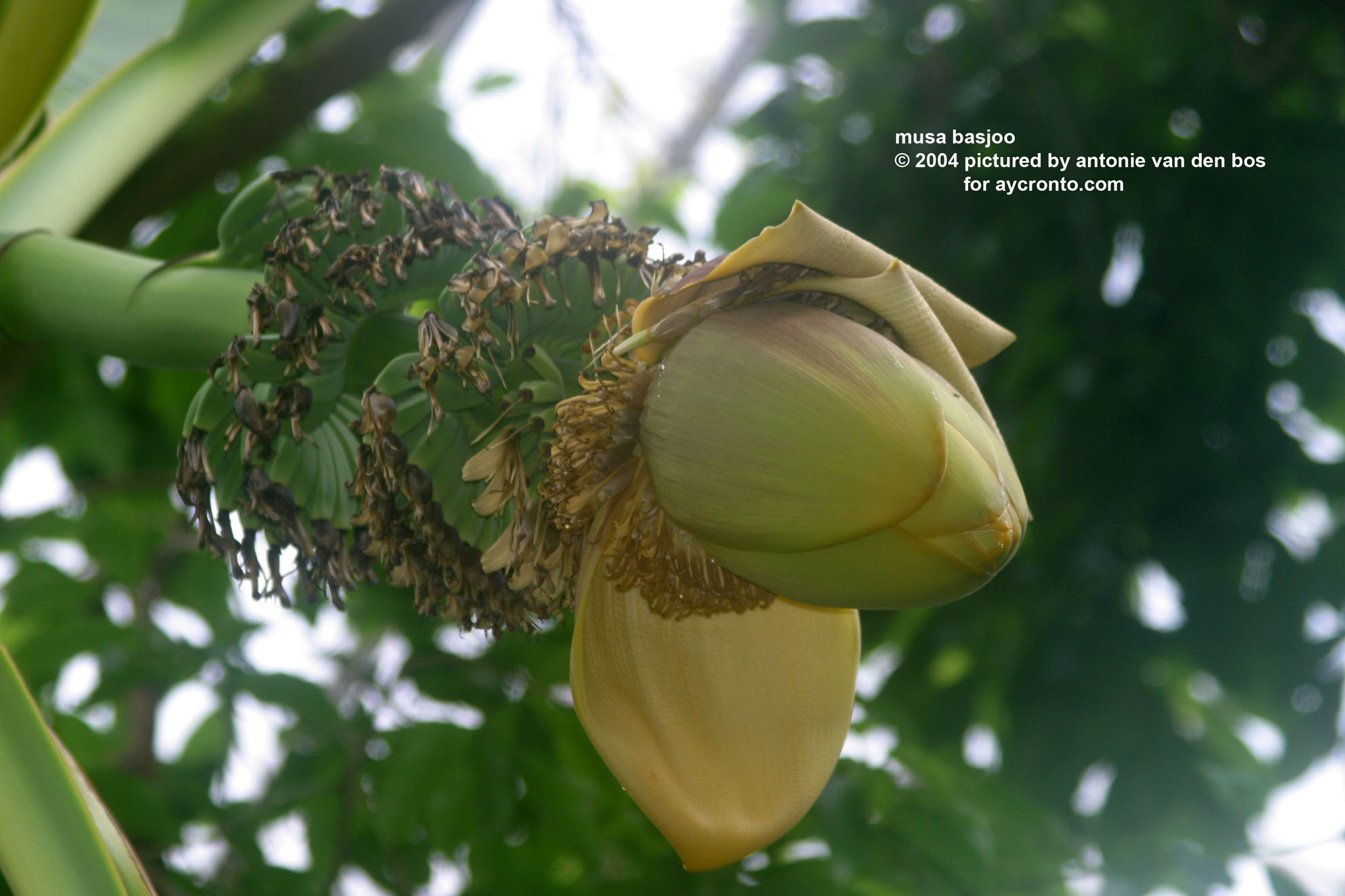 musa%20basjoo%2001.JPG
