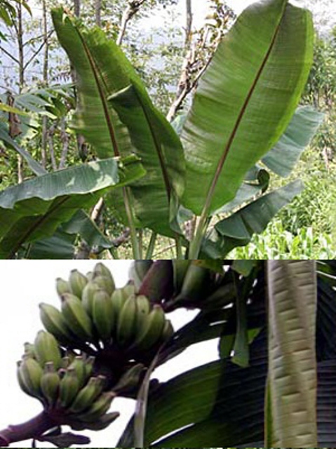 Musa%20Helens%202.jpg