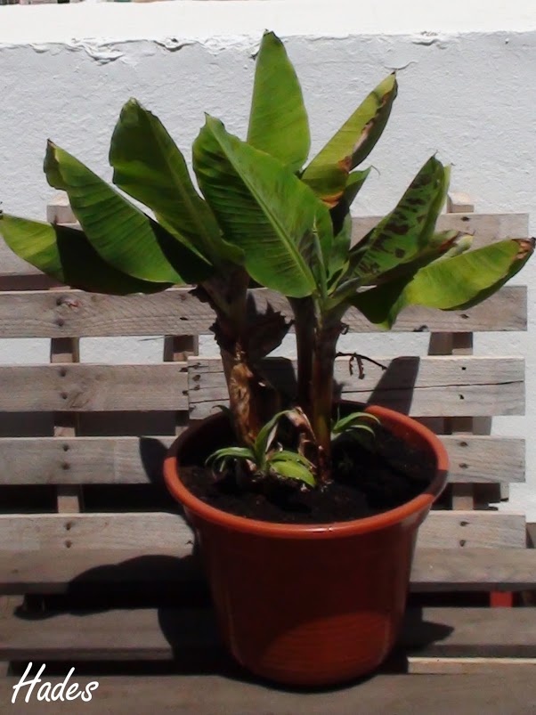 Musa+acuminata.jpg
