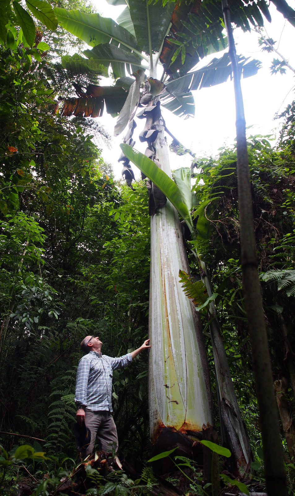 Musa-ingens.jpg
