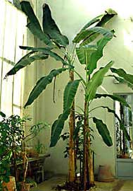 musa-paradisiaca.jpg