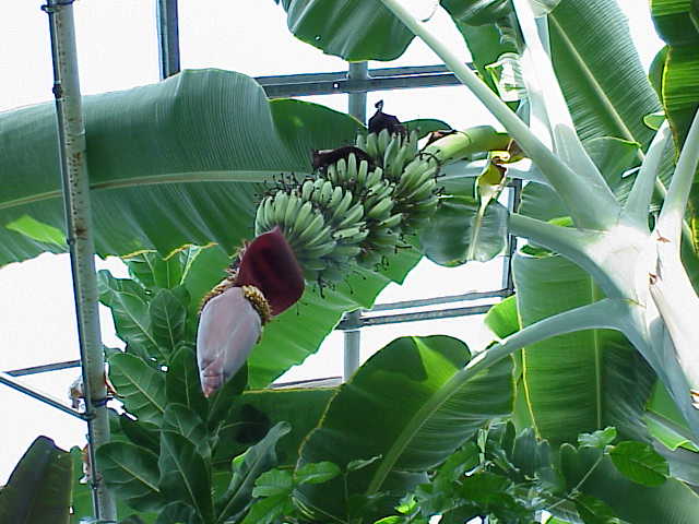 Musa_acuminata1.jpg