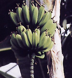 musa_x_paradisiaca.jpg