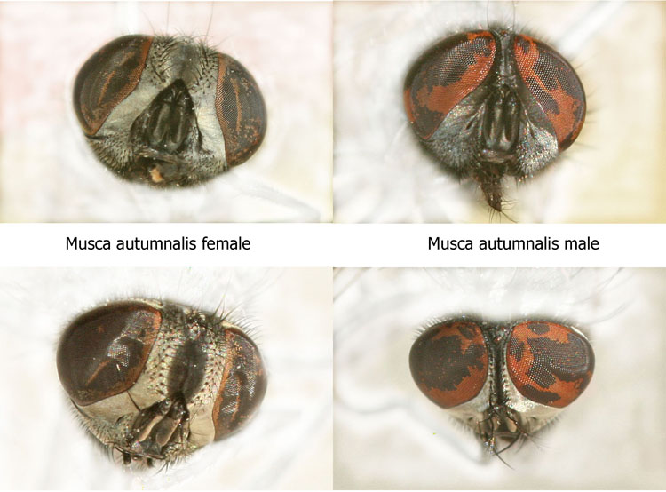 musca-autumnalis-overzicht-www.jpg
