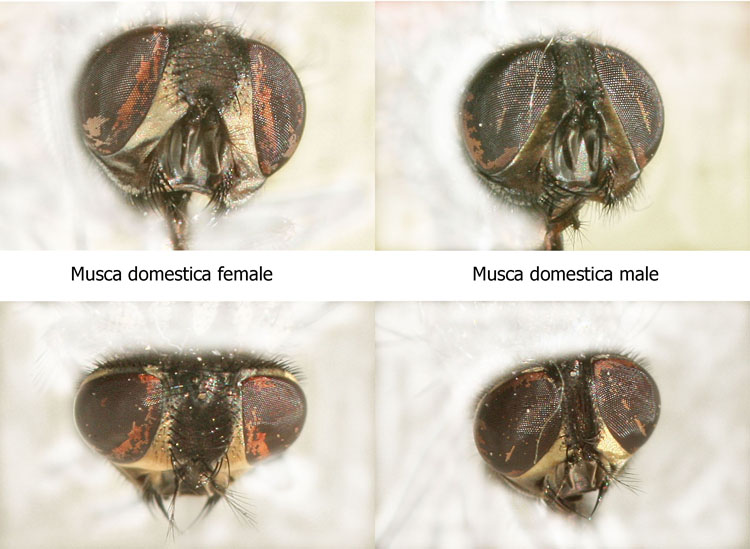 musca-domestica-overzicht-www.jpg