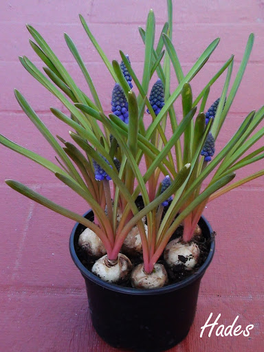 muscari%2520armeniacum%2520.jpg