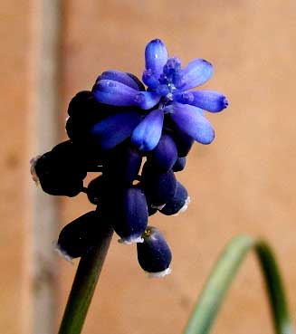 muscari.jpg