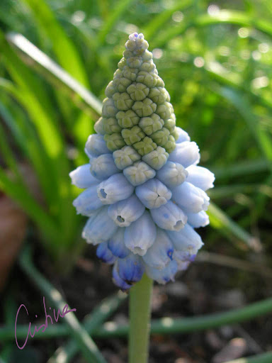 muscari.jpg