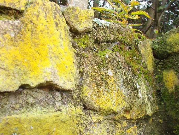 musgo 4.jpg