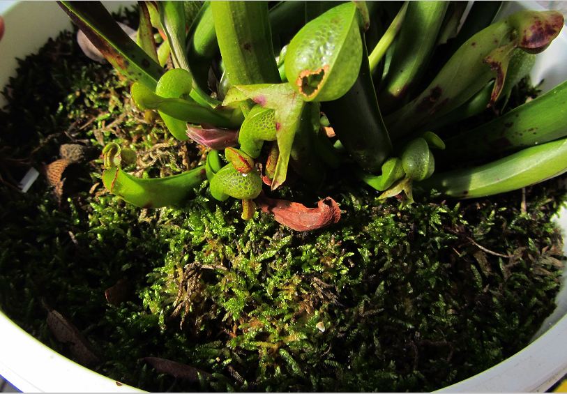 musgo-sphagnum-vivo.jpg