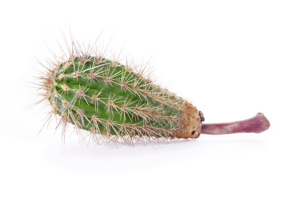 muslo+de+cactus+03.jpg
