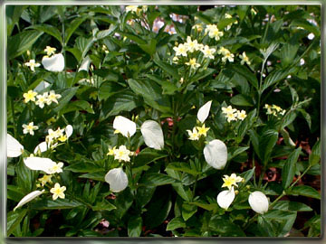 mussaenda.jpg