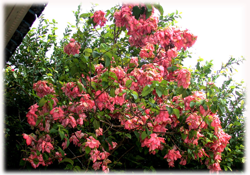 mussaenda-ph-03F.jpg