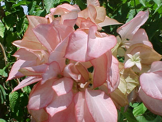 mussaenda05.jpg