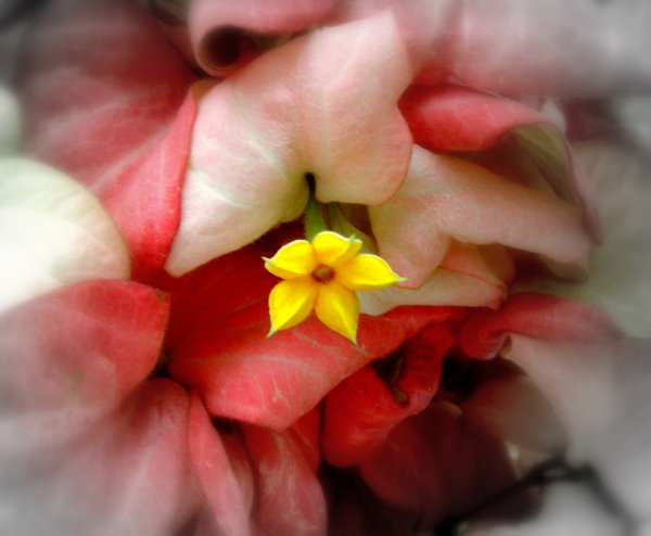 Mussaenda_Erythrophylla_by_Allandgr8_art.jpg