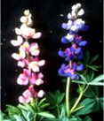 Mutabilis.jpg