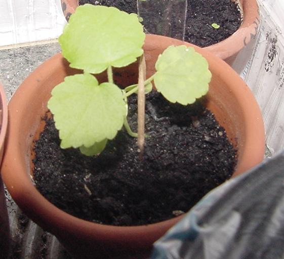 mutabilis.JPG