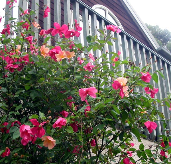 mutabilis-rose-house.jpg