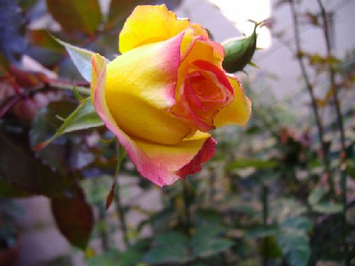mutabilis23-12_3.JPG