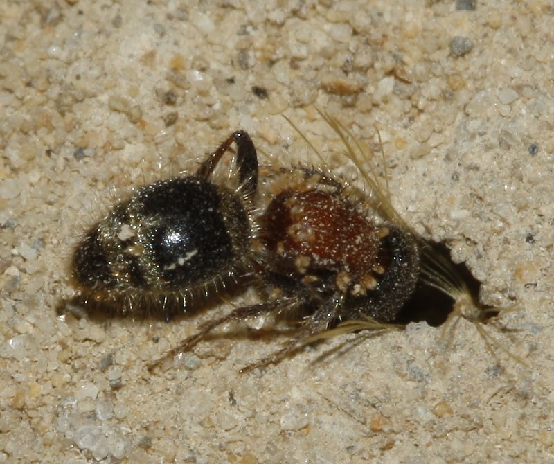 Mutilidae_3232.jpg