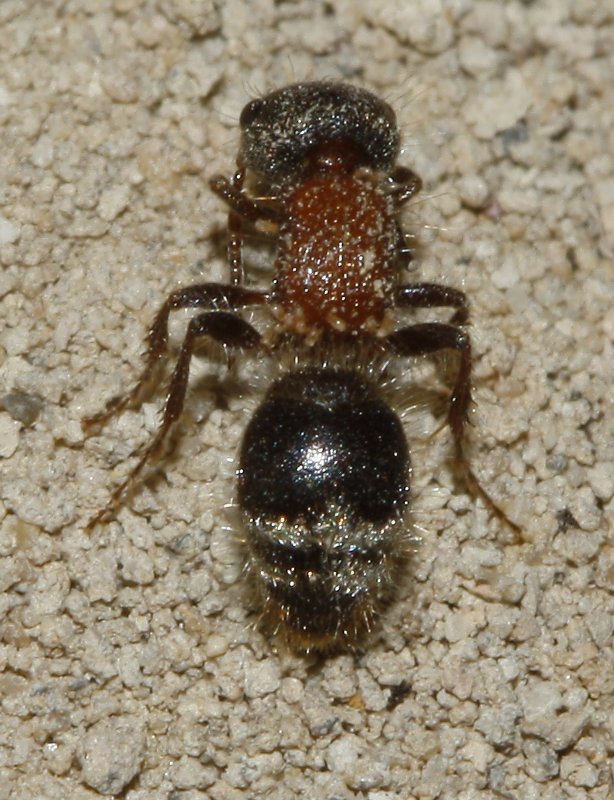 Mutilidae_3238.jpg