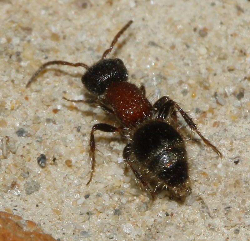 Mutilidae_3263.jpg