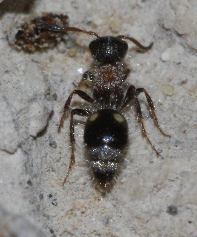 Mutilidae_3594.jpg
