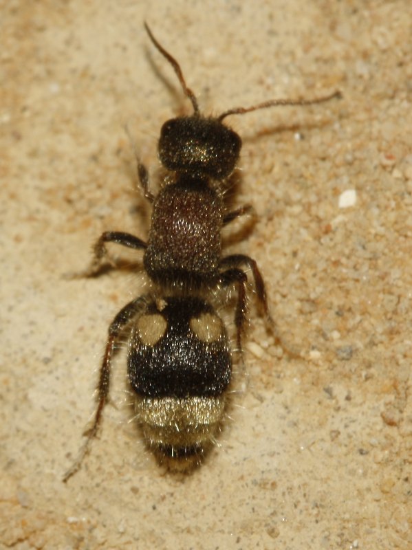 Mutillidae_3945.jpg