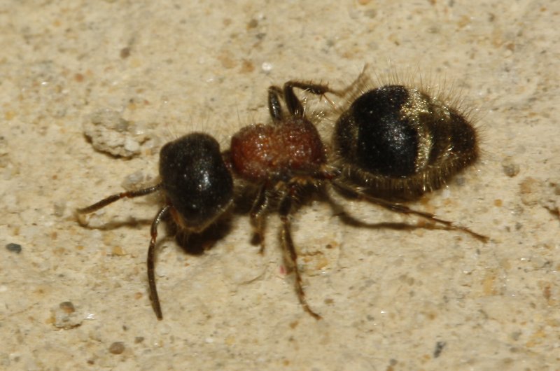 Mutillidae_3987.jpg