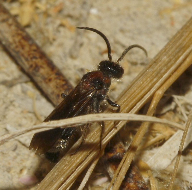Mutillidae_3996.jpg