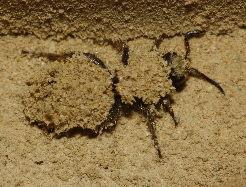 Mutillidae_4001.jpg