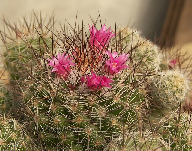 Mvetulagracilis_rosa1.jpg