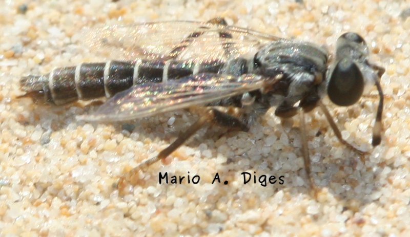 Mydidae.jpg