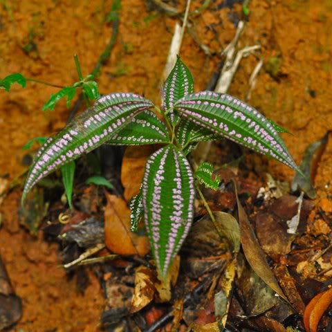 MYGopeng_20100628_D8248.jpg