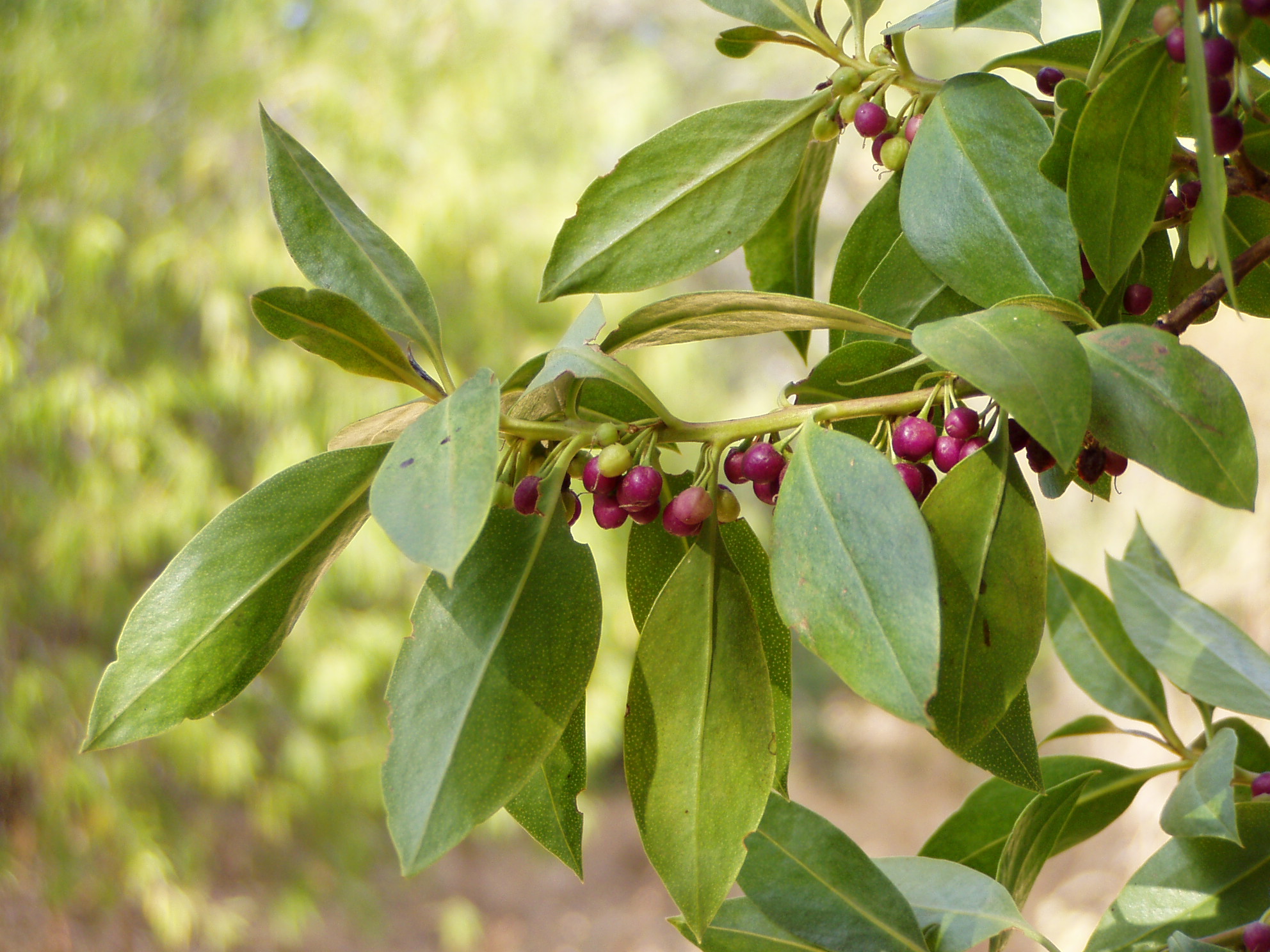 Myoporum_laetum.jpg