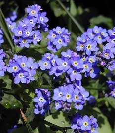 myosotis-sylvatica.jpg