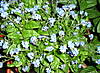 Myosotis1.jpg