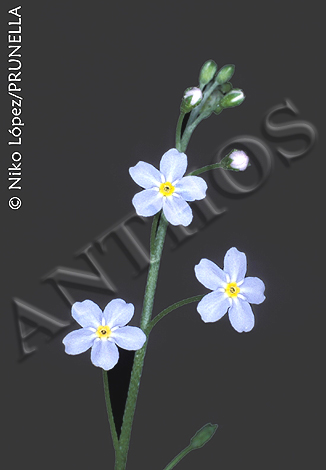 Myosotis_secunda1_COL.jpg