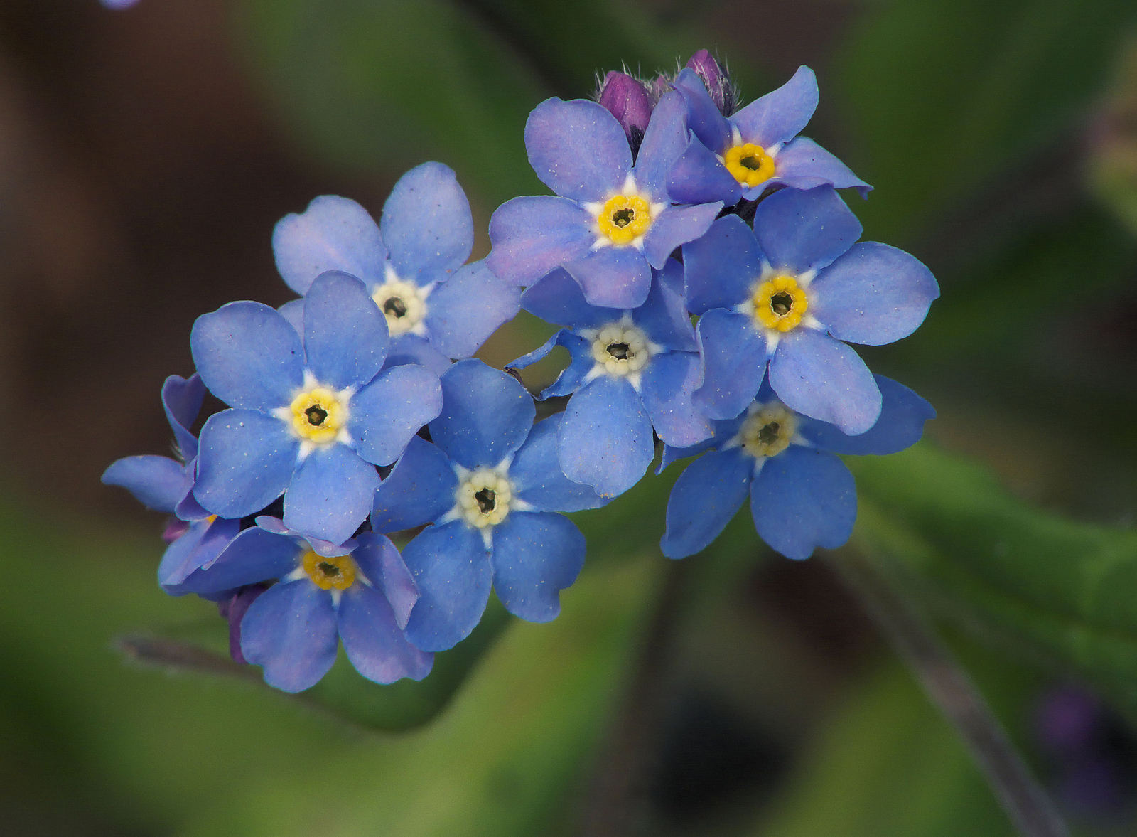 Myosotis_sylvatica%2C_Bosvergeet-mij-nietje.jpg