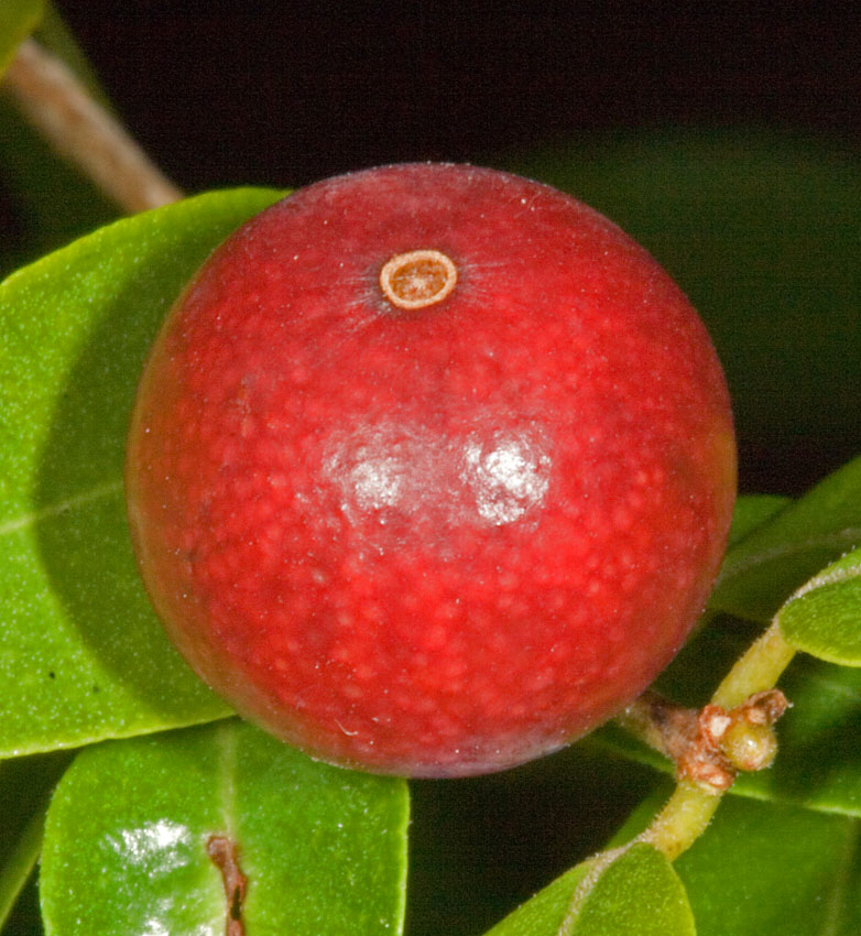 myrciariafloribunda1.JPG