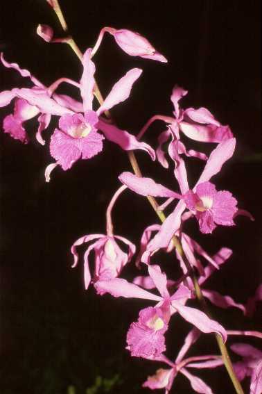 myrgaleottiana.jpg