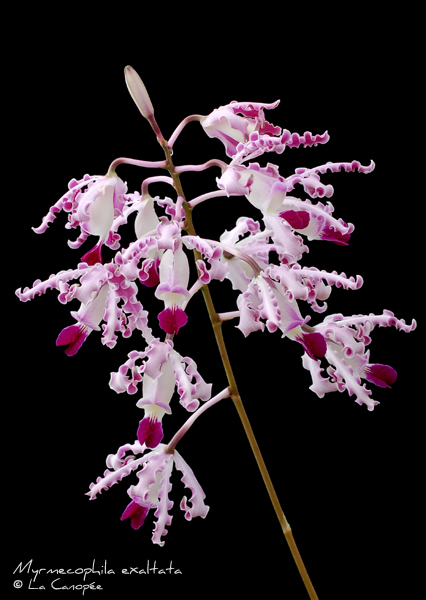 Myrmecophila%20exaltata1%20O.jpg