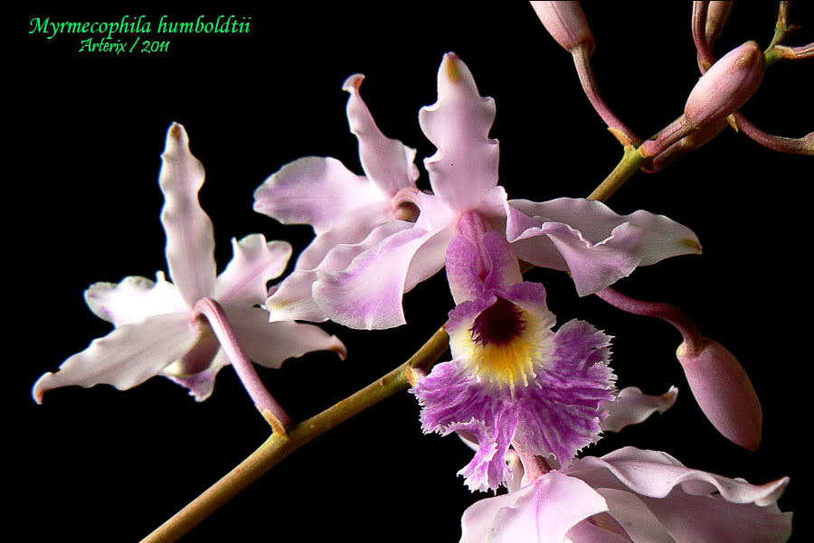myrmecophila_humboldtii_01.jpg