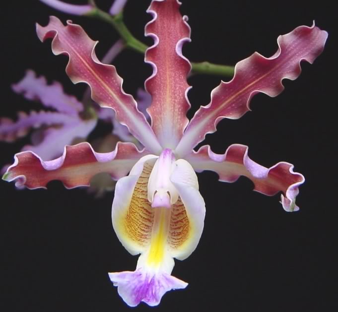 Myrmecophila_tibicinis.jpg