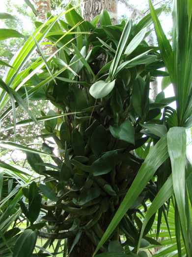 Myrmecophila_tibicinis.JPG
