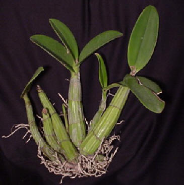 Myrmecophilia%20galeotiana.jpg