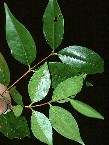 MYRT-psid-sant-bel-9574.jpg