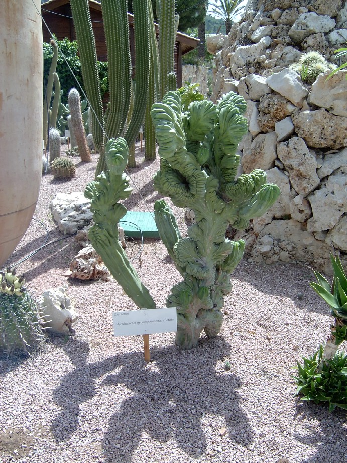 Myrtillocactus%20geom%E9tricans%20Cristata.jpg