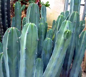 myrtillocactus-geom.jpg