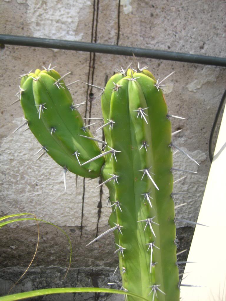 myrtillocactusgeometrizans.jpg